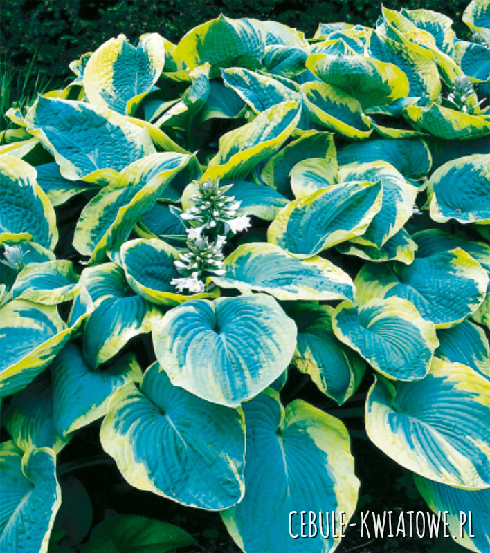 Hosta - Funkia Francess Williams 1 szt w doniczce