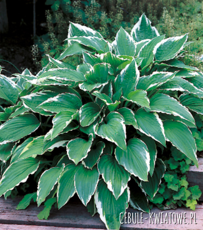 Hosta - Funkia Crispula 1 szt. w doniczce