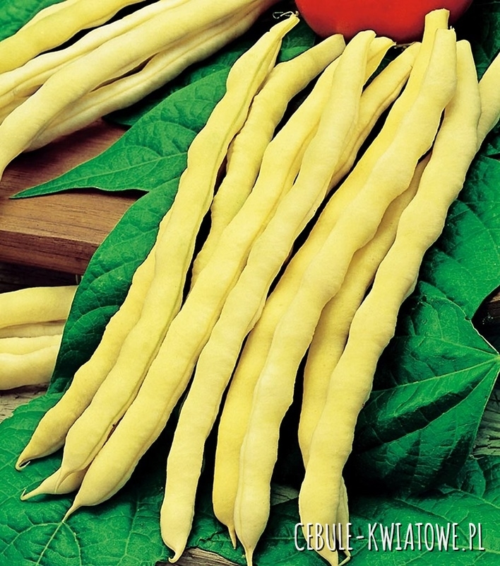 Fasola Goldmarie - typ Mamut szparagowa 100g