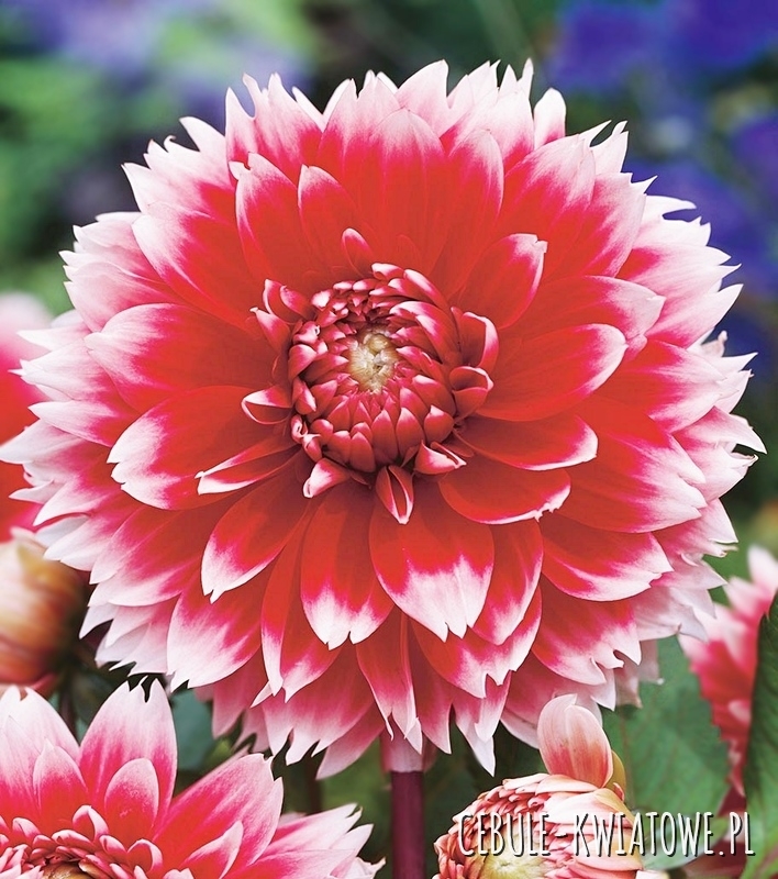 Dalia Strzępiasta Red And White Fubuki 1 szt.