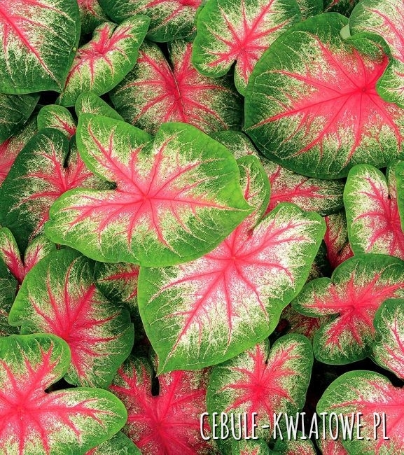 Caladium - Kaladium Pink Beauty 1 szt.
