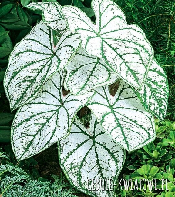 Caladium - Kaladium Candidum Sr 1 szt.