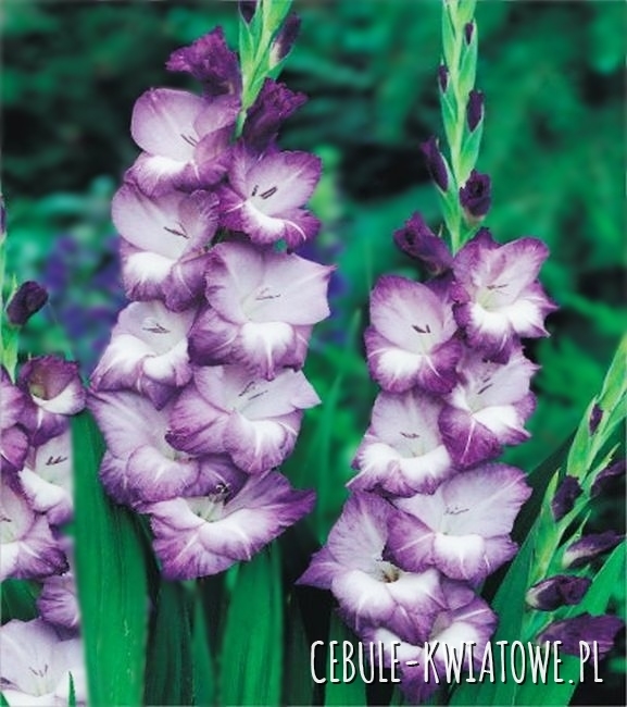 Gladiolus Mieczyk Fioletowo-Biały 1 kg