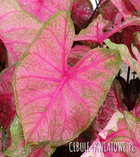 Caladium - Kaladium Frannie Munson 1 szt.