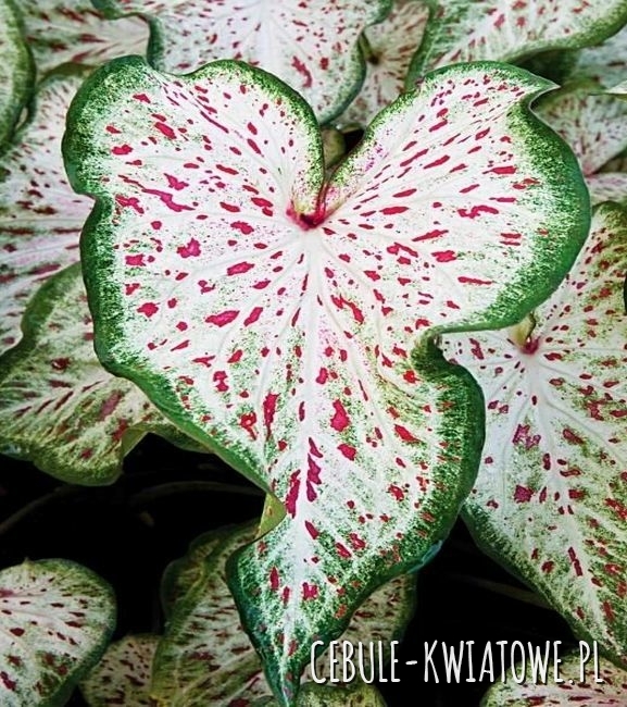 Caladium - Kaladium Gingerland 1 szt.