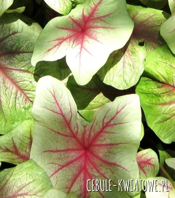Caladium - Kaladium Mint Julep 1 szt.