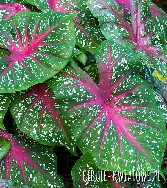 Caladium - Kaladium Bicolour 1 szt.