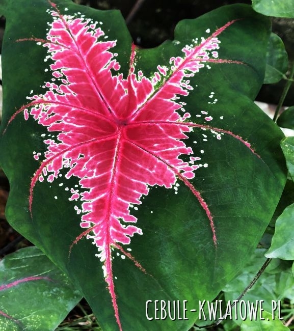 Caladium - Kaladium Bleding Heart 1 szt.