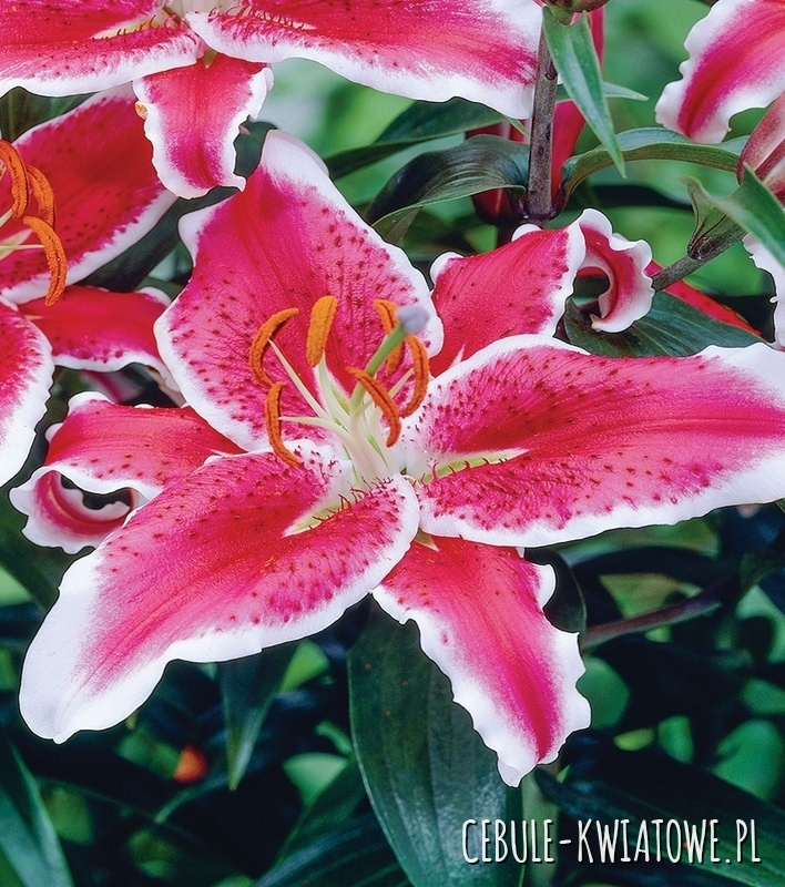 Lilia Orientalna Niska Pink Romance 1 szt.