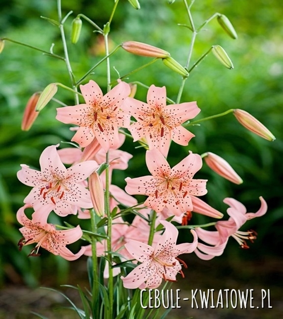 Lilia Tygrysia Pink Giant 1 szt.