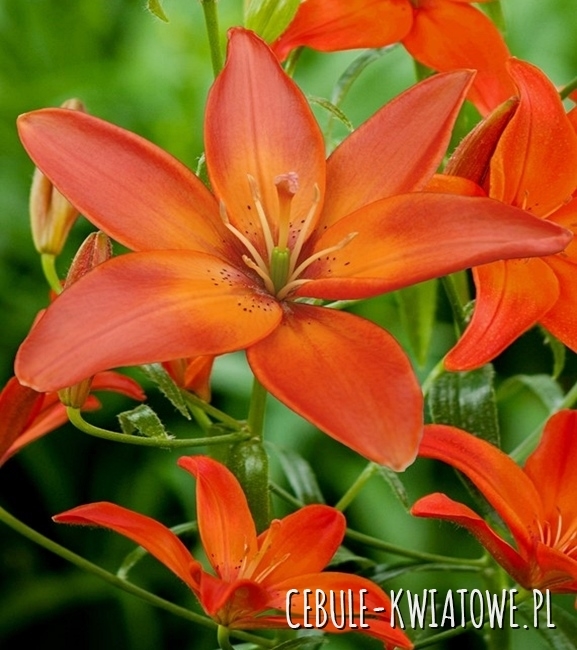 Lilia Azjatycka Mandarin Star 1 szt.