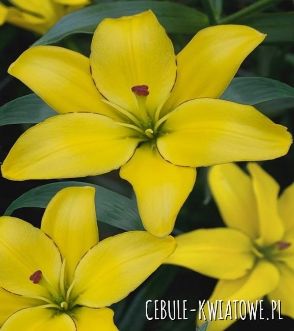 Lilia Azjatycka Yellow Cocotte 1 szt.
