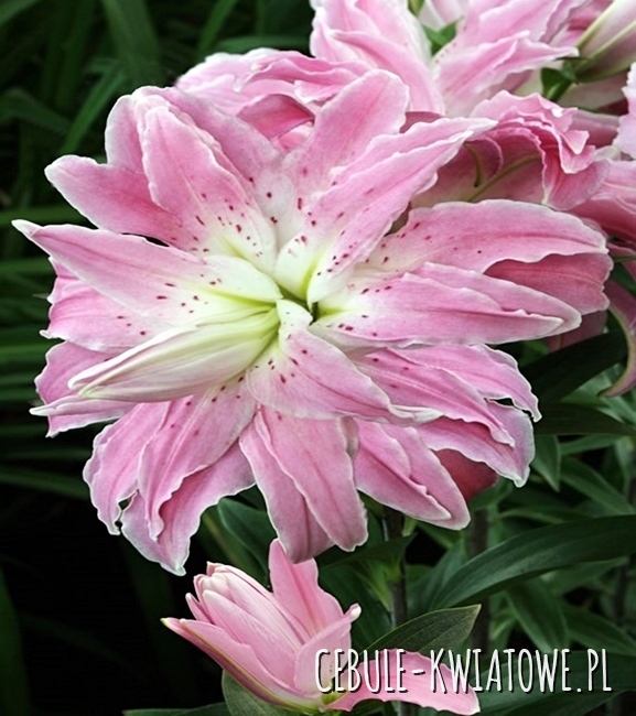 Lilia Orientalna Pełna Lotus Elegance 1 szt.