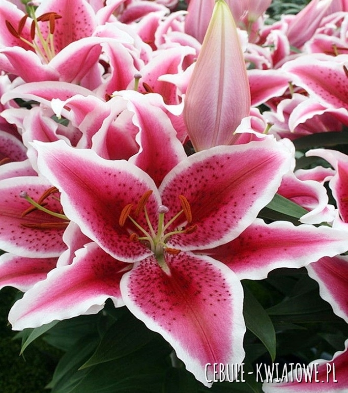 Lilia Orientalna Niska Star Romance 1 szt.