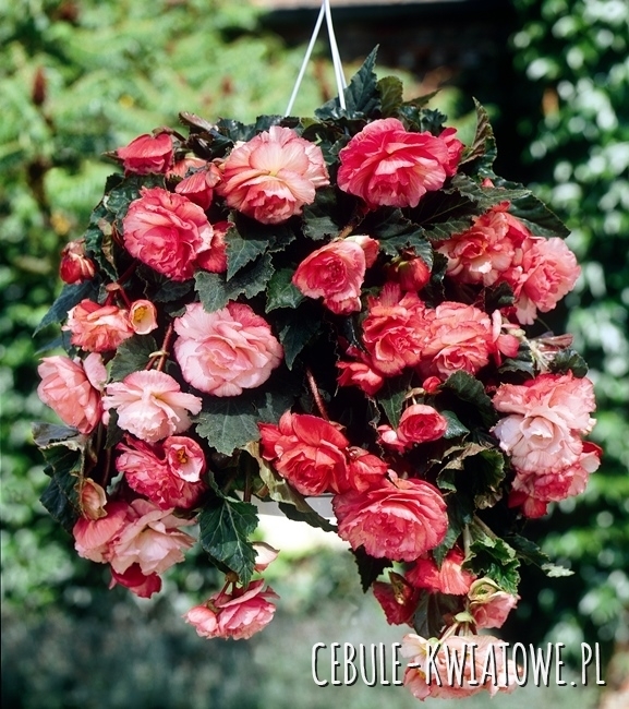Begonia Splendide Pink 1 szt.