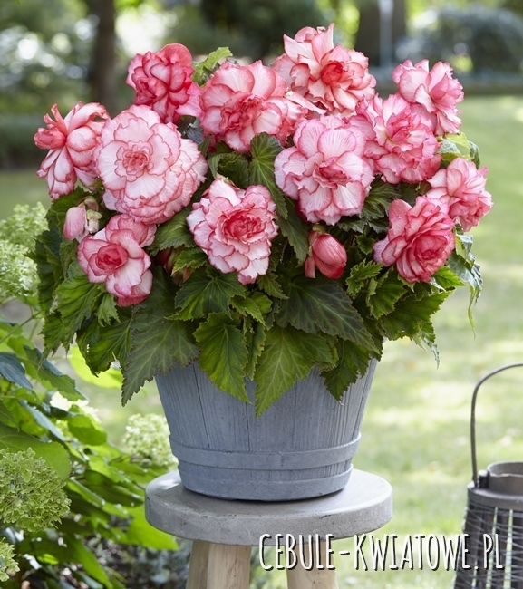 Begonia Dwukolorowa Rosebud 1 szt.