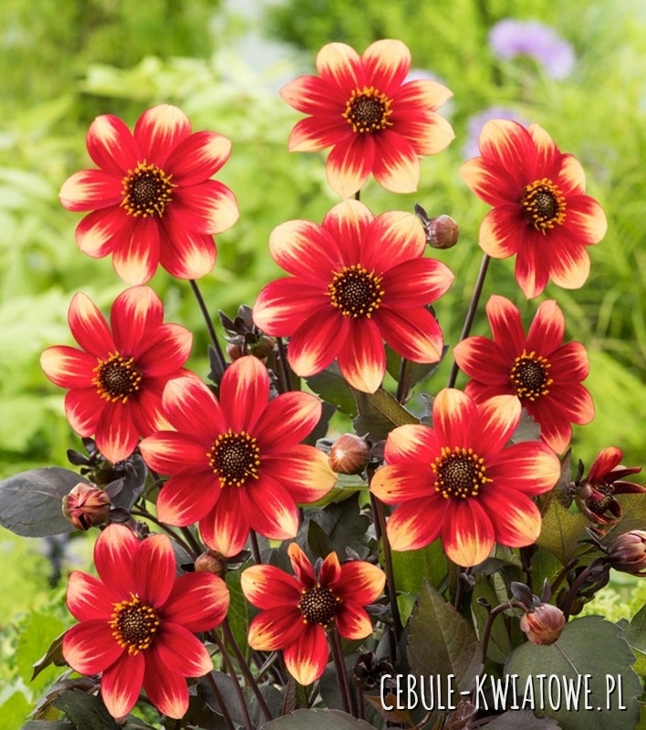 Dalia Top Mix Dahlegria Tricolore 1 szt.