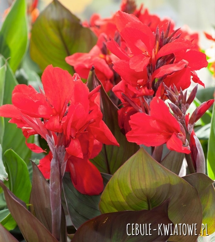 Canna - Kanna Oiseau De Feu 1 szt.