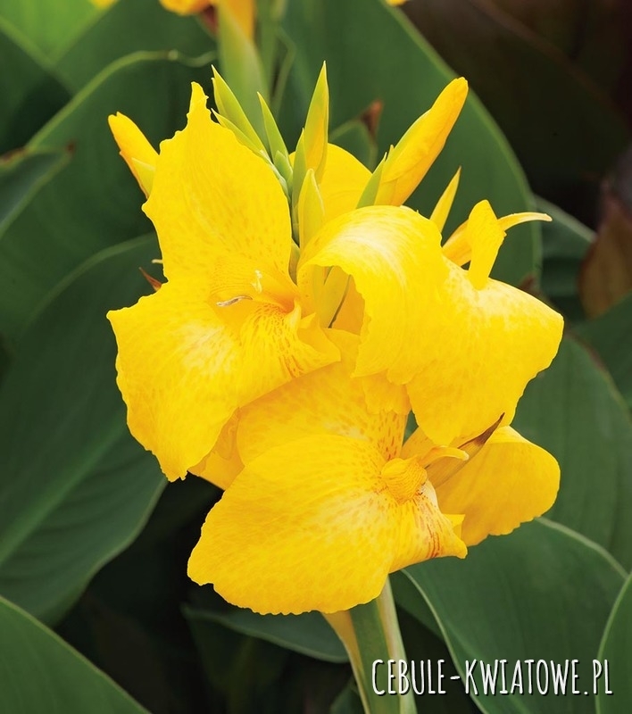 Canna - Kanna Panama 1 szt.