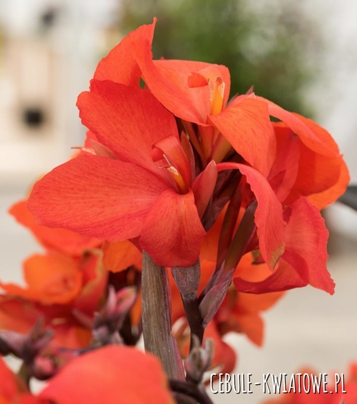 Canna - Kanna Picador 1 szt.