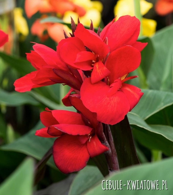 Canna - Kanna Strassbourg 1 szt.
