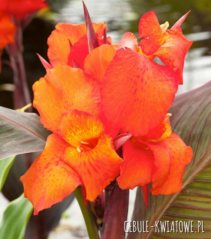 Canna - Kanna Verdi 1 szt.
