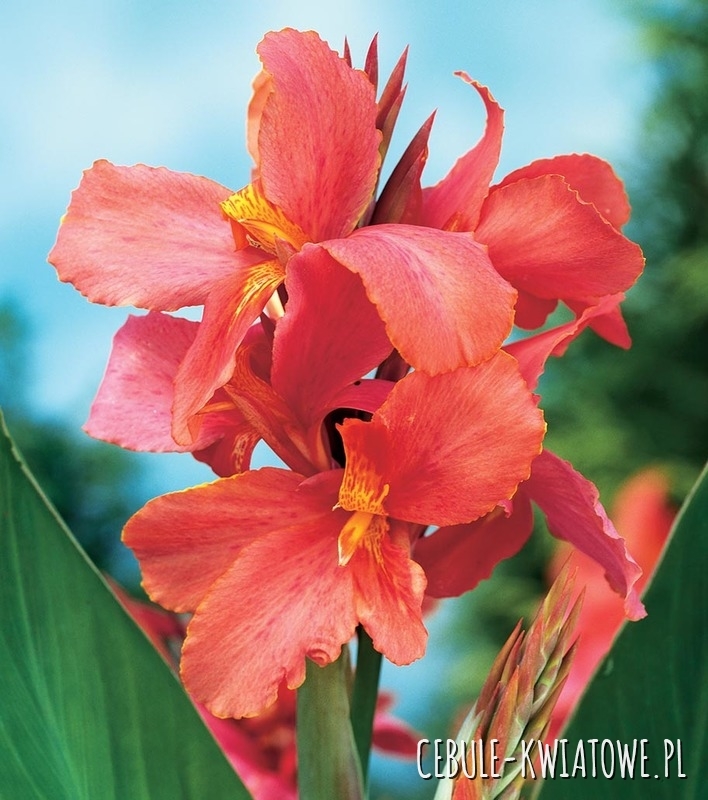 Canna - Kanna City Of Portland 1 szt.