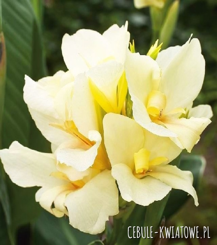 Canna - Kanna Vanilla Cream 1 szt.