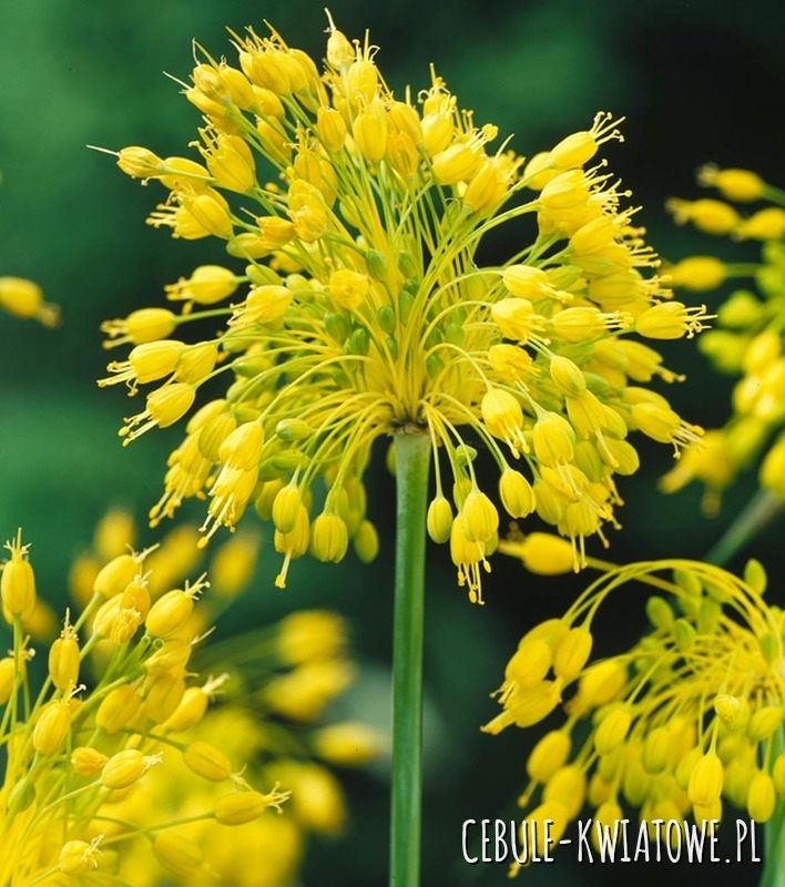 Allium - Czosnek Złocisty Flavum 3 szt.