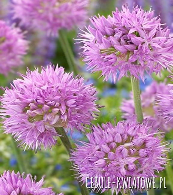 Allium - Czosnek Nutans 3 szt.