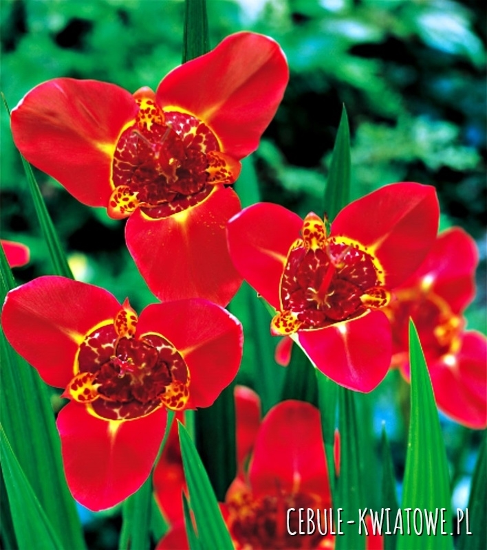 Tigrida Tygrysówka Speciosa 10 szt.