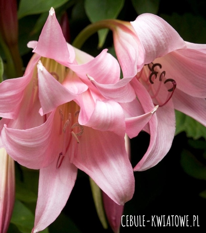 Crinum Powellii - Krinum Różowe - Amarylis Ogrodowy 1 szt.