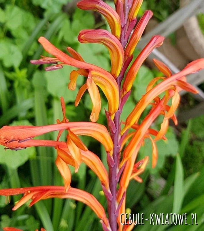 Watsonia Meriana 3 szt.