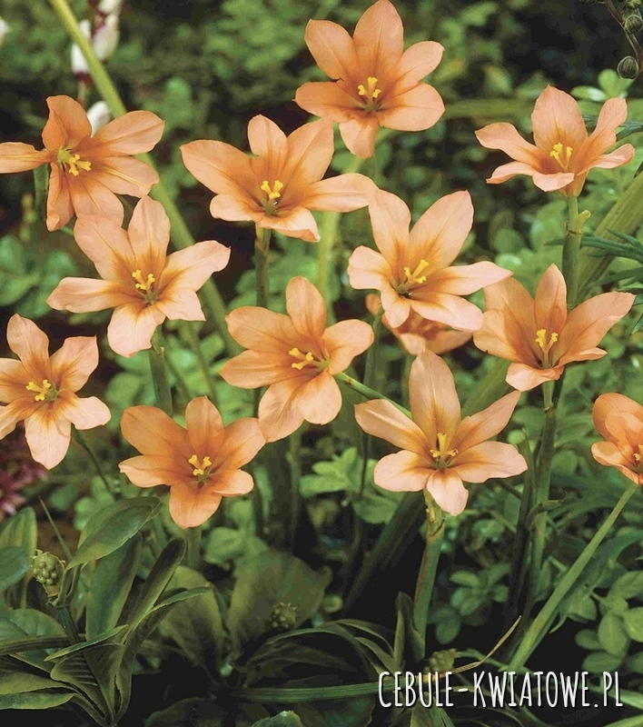Homeria - Moraea Flaccida 10 szt.