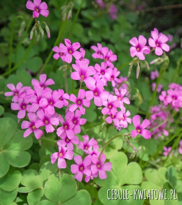 Oxalis - Szczawik Rubra 3 szt.