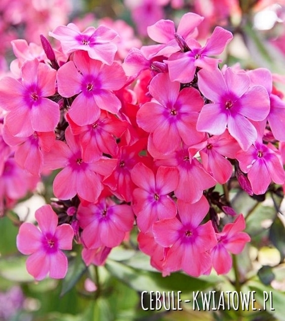 Phlox - Płomyk Wiechowaty Windsor 1 szt.