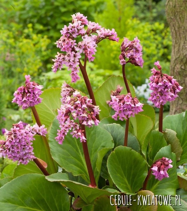 Bergenia Cordifolia Purpurea 1 szt.