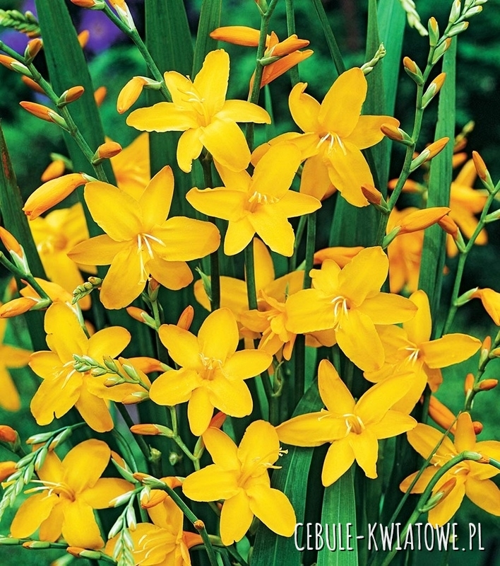 Krokosmia Cynobrówka Sonate 5 szt.