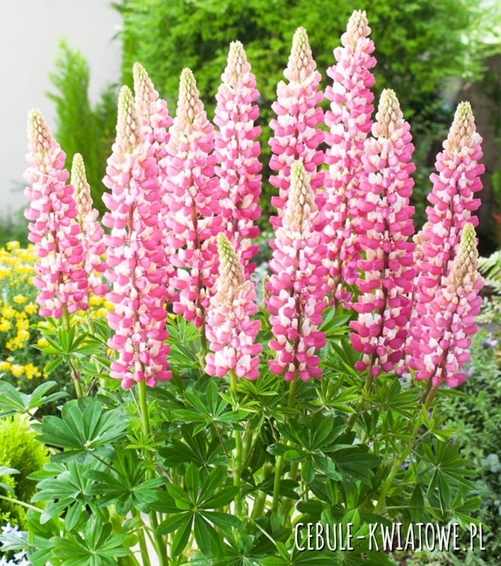 Lupinus - Łubin Ozdobny The Chatelaine 1 szt.