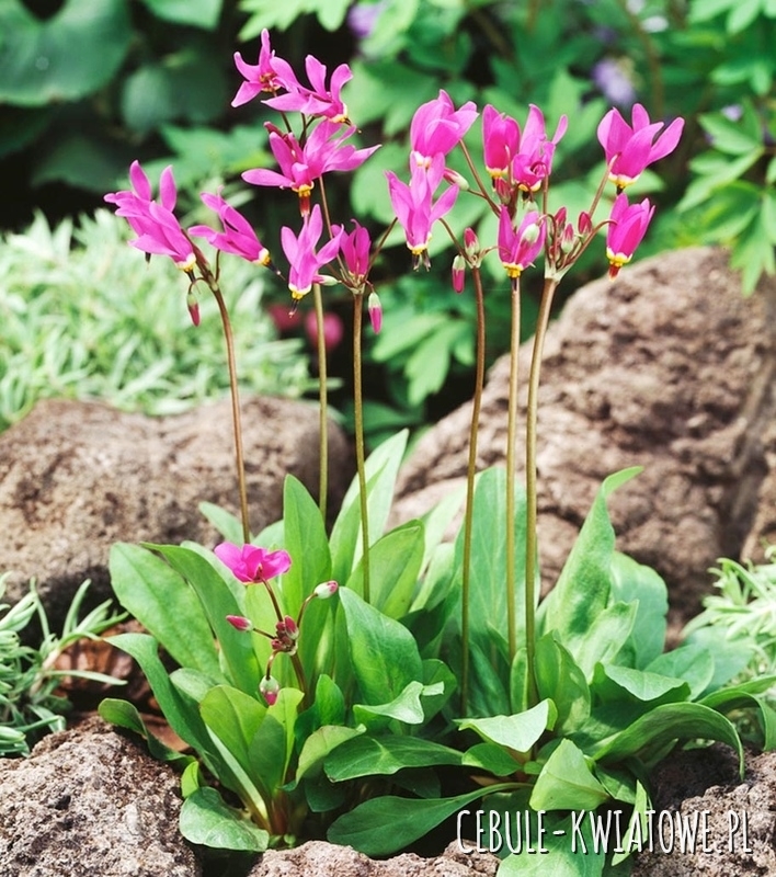 Dodecatheon Pulchellum Red Wings - Bożykwiat 1 szt.
