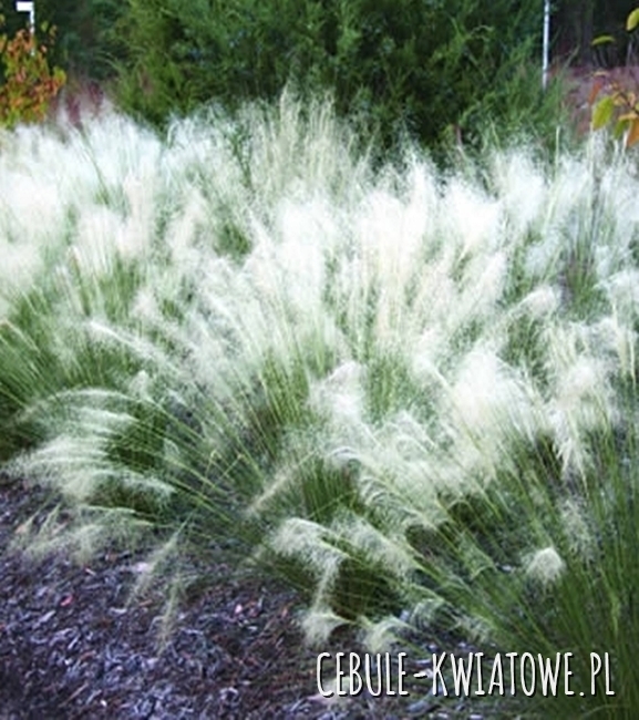 Muhlenbergia Lindheimeri 1 szt.