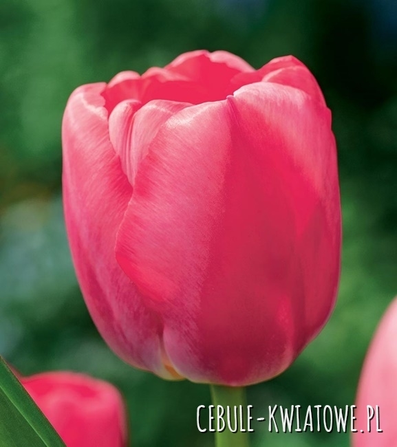 Tulipan Darwina Pink Pride 5 szt.