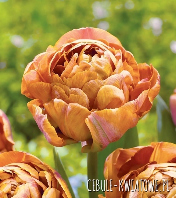 Tulipan Pełny Garden Flevor 5 szt.
