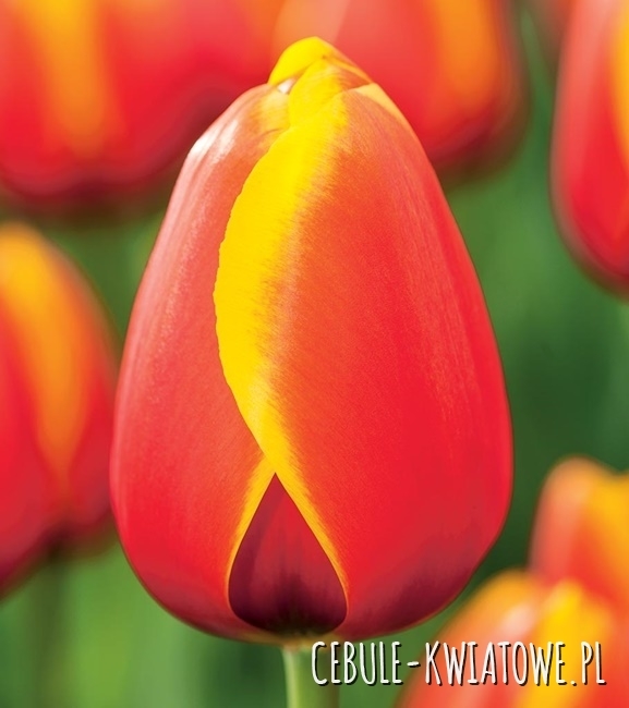 Tulipan Triumph Worlds Friend 5 szt.