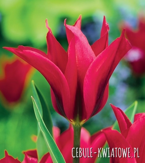 Tulipan Viridiflora Doll's Minuet 5 szt.