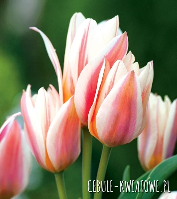 Tulipan Wielokwiatowy Serano 5 szt.
