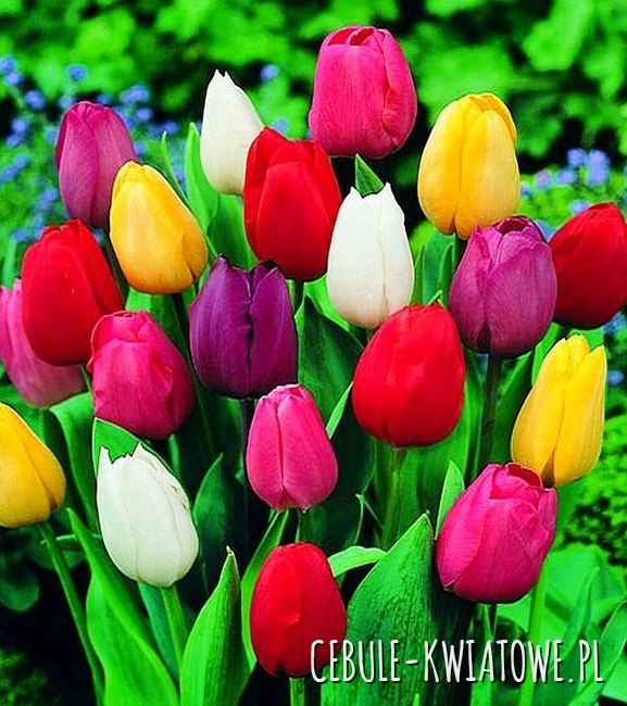 Tulipan Mix 10/11 100 szt.