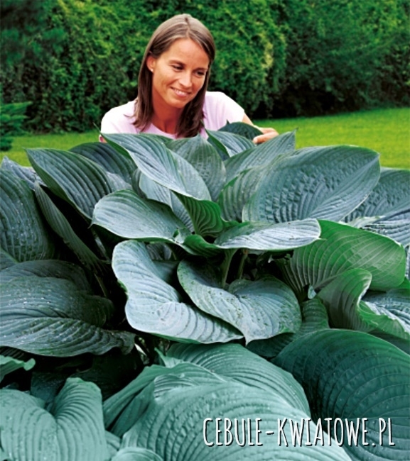 Hosta - Funkia T-Rex 1 szt.