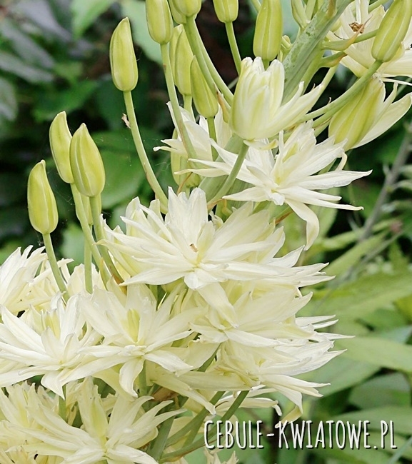 Camassia - Kamasja Semiplena 1 szt.