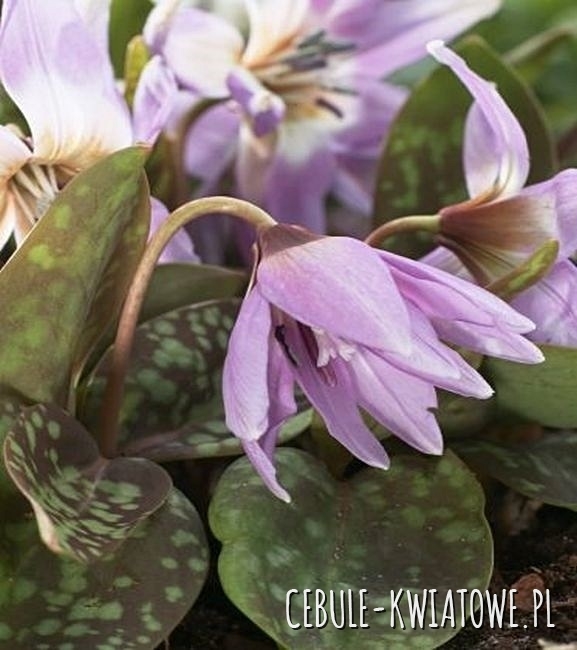 Erythronium - Psiząb Lilac Wonder 1 szt.